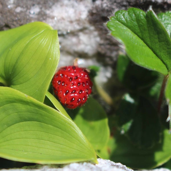 Walderdbeere mit Blättern