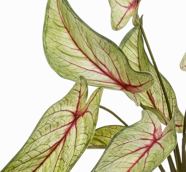 Nahaufnahme einer Kaladie mit herzförmigen Blättern und roten Blattadern.