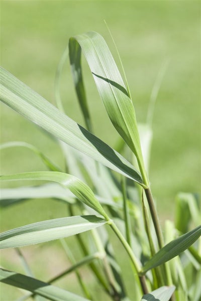 Panicum virgatum 'Squaw', Rutenhirse, rotbraun, ca. 9x9 cm Topf