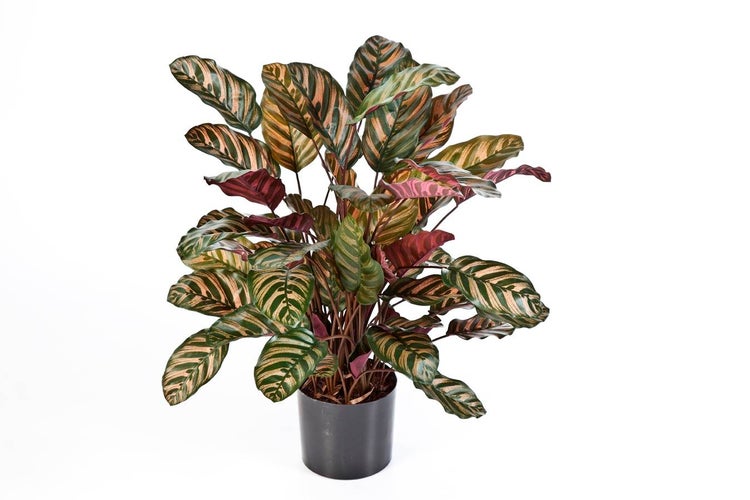 Calathea Zimmerpflanze mit auffällig gemusterten Blättern in einem schwarzen Topf.