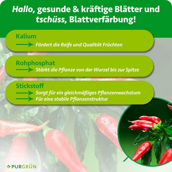 Purgrün Logo. Infografik zu Dünger: Kalium für Fruchtqualität, Rohphosphat für Pflanzenstärke, Stickstoff für Wachstum und Struktur.