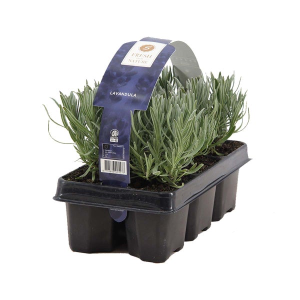 6er-Pack - Lavandula Angustifolia - Lavendel - Strauch - Winter Herz – ⌀15-20 cm