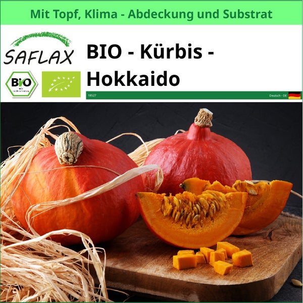 SAFLAX Garden to go - BIO - Kürbis - Hokkaido - Cucurbita maxima - 5 Samen - Mit Topf, Klima - Deckel und Anzuchtsubstrat