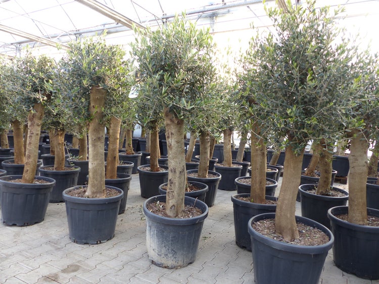 Olivenbaum Bonsai 160 cm Olive beste Qualität, Stammumfang 30 - 40 cm, winterhart, Olea Europaea