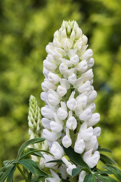 Lupinus polyphyllus 'Fräulein', Lupine, rosa, ca. 11x11 cm Topf