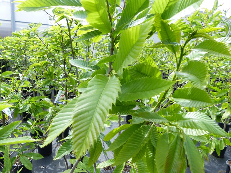 Esskastanie Castanea sativa 180 cm  Kastanie Kastanienbaum Pflanze winterhart
