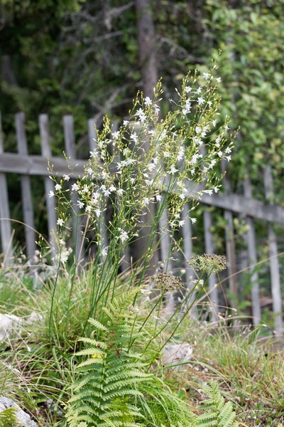 Anthericum ramosum, Ästige Graslilie, ca. 9x9 cm Topf