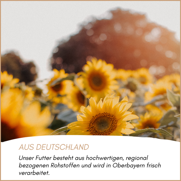 Sonnenblumenfeld mit Hinweis auf regionale Rohstoffe aus Deutschland und Verarbeitung in Oberbayern.