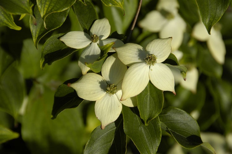 Cornus kousa chinensis 'Wieting's Select', Chinesischer Hartriegel, 60–80 cm