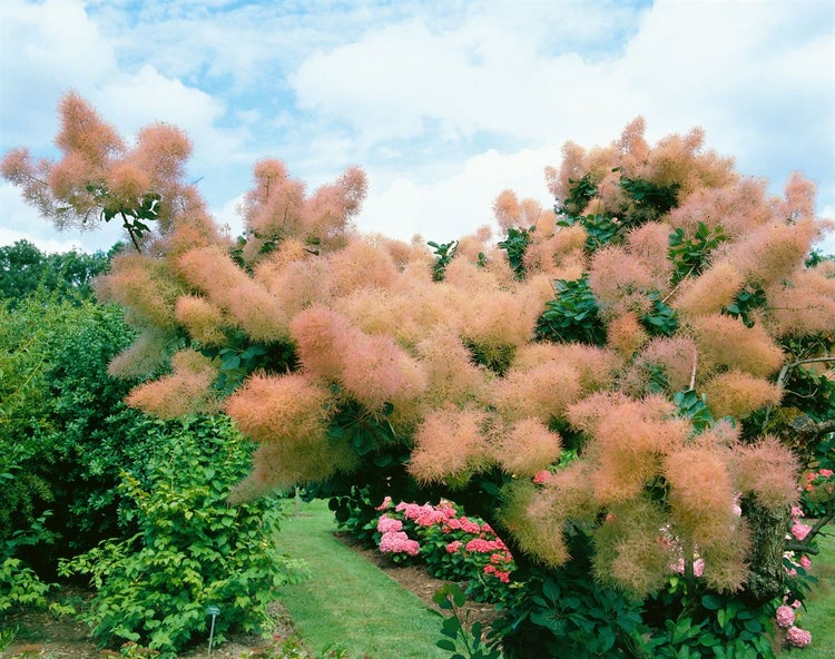 Perückenstrauch im Garten