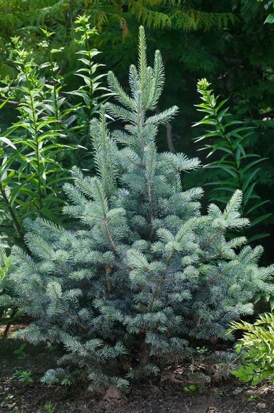 Blaufichte im Garten.