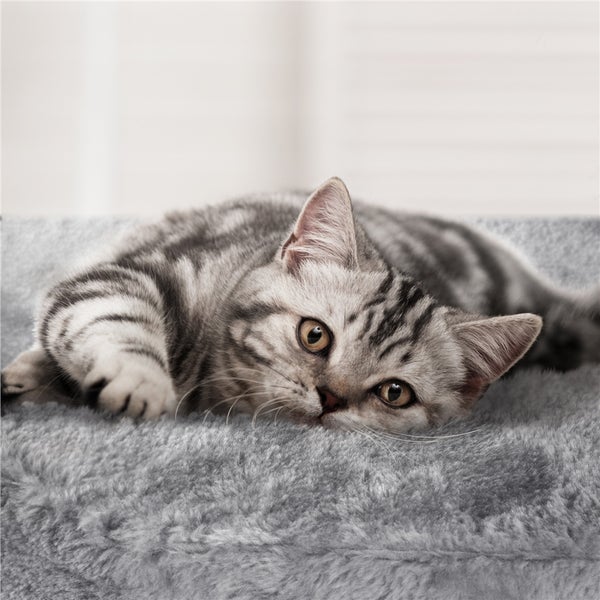 Getigerte Katze liegt auf einem grauen Katzenbett
