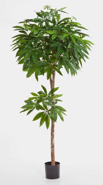 Pachira aquatica Glückskastanie Zimmerpflanze mit grünen Blättern im schwarzen Kunststofftopf