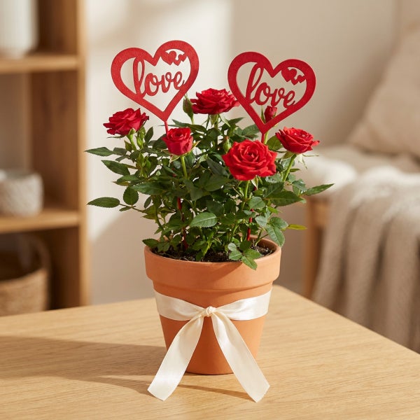 Rosenstrauch in einem Tontopf dekoriert mit einer Schleife und zwei Herzsteckern mit der Aufschrift Love als Geschenkidee.