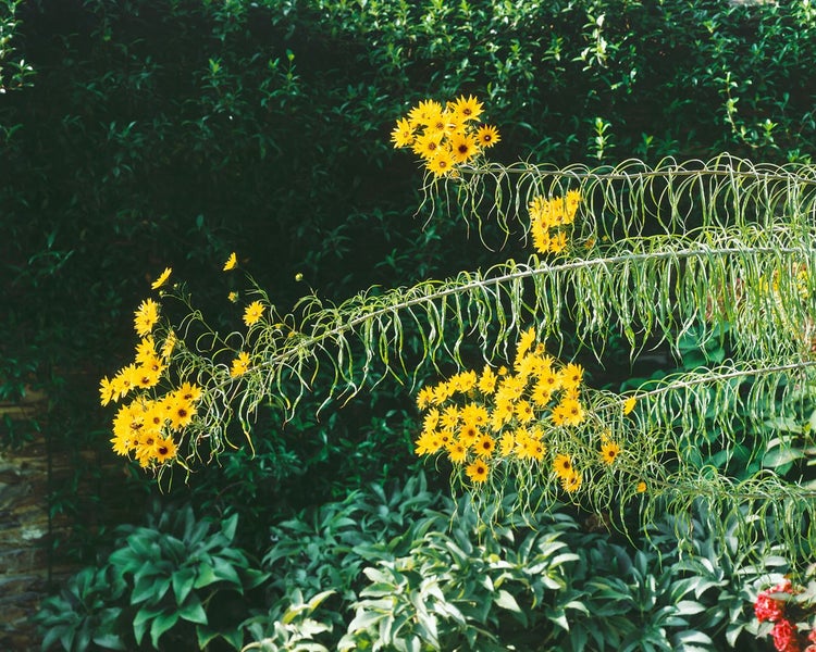 Helianthus salicifolius, Weidenblättrige Sonnenblume, ca. 11x11 cm Topf