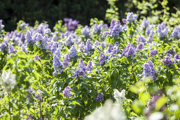 Syringa vulgaris, Flieder, lila, 80–100 cm