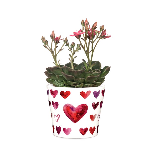 Eine blühende Sukkulente in einem Blumentopf mit Herzmuster.