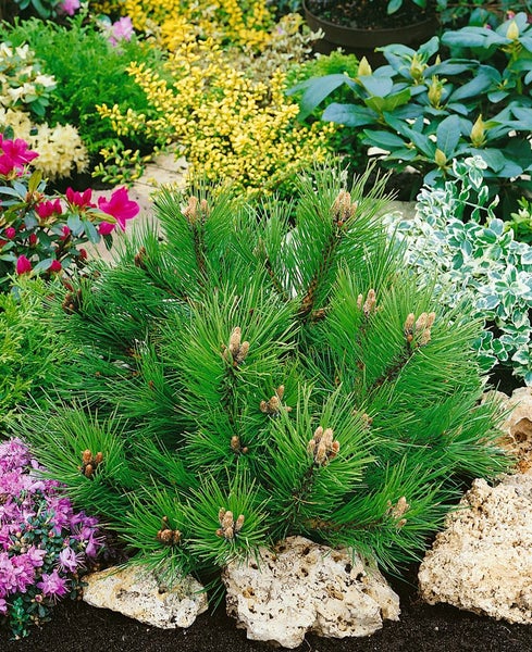 Pinus nigra 'Hornibrookiana', Schwarz-Kiefer, 40–50 cm