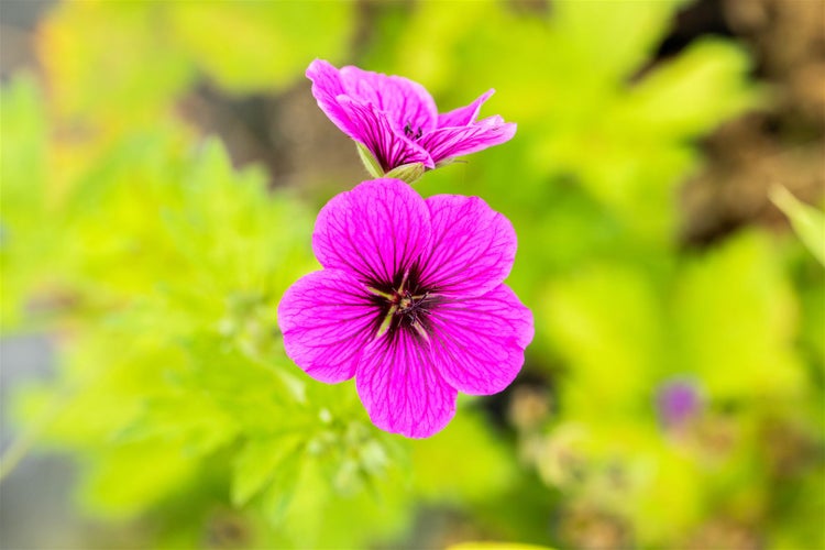 Geranium psilostemon 'Ivan', Storchschnabel, leuchtend pink, ca. 9x9 cm Topf