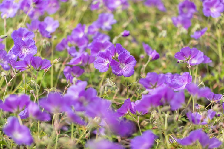 Nahaufnahme von lila Storchschnabelblüten in einem Garten