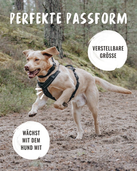 Ein Labrador Retriever trägt ein schwarzes Hundegeschirr und rennt über einen sandigen Weg