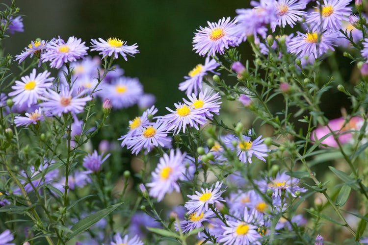 Aster novae-angliae 'Treasure', Herbstaster, violett, ca. 11x11 cm Topf