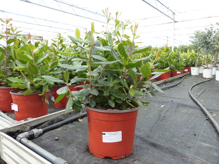Erdbeerbaum Arbutus unedo im Pflanztopf in einer hellen, organisierten Gärtnerei mit weiteren Pflanzen im Hintergrund.