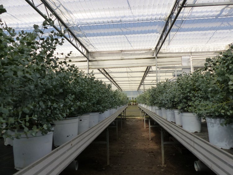XL Eucalyptus Gunni Gunnii Busch Eukalyptusbaum 35 - 50 cm, Pflanze winterhart