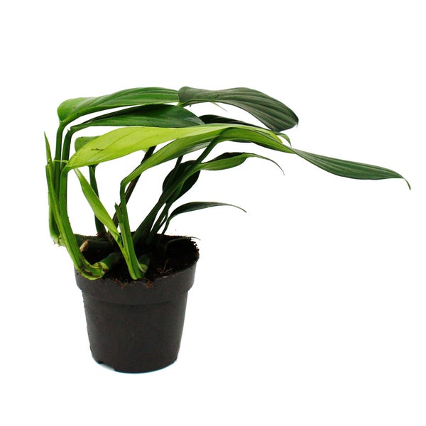 Philodendron Dragon Tail - Rhaphidophora decursiva- Drachenschwanz Baumfreund - 12cm Topf