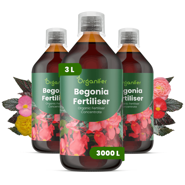 Drei Flaschen Organifer Begonien-Dünger, Organifer Logo, organisches Konzentrat, drei Liter Inhalt für dreitausend Liter Gießwasser.