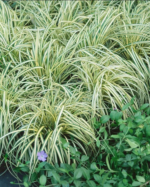 Carex morrowii 'Aureovariegata', Japan-Segge, gelb-grün, ca. 9x9 cm Topf