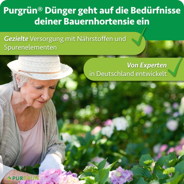 Ältere Frau mit Sonnenhut pflegt Bauernhortensien im Garten, ergänzt durch Infotext zu Purgrün Dünger für gezielte Nährstoffversorgung.