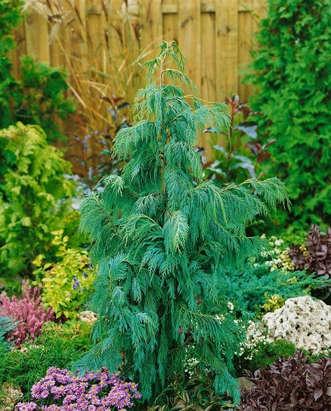 Chamaecyparis pisifera Filifera Nana Konifere im Gartenbeet