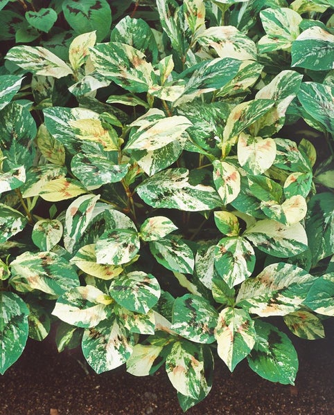 Persicaria filiformis, ca. 11x11 cm Topf, dekoratives Laub