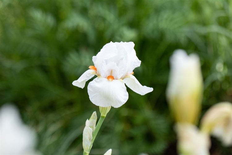 Nahaufnahme einer weißen Schwertlilie im Garten.