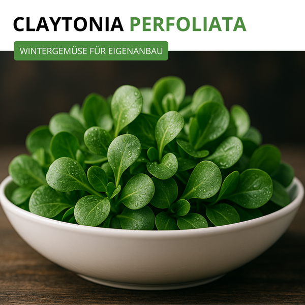 Claytonia Perfoliata, frische Blätter in einer weißen Schale. Wintergemüse für den Eigenanbau.