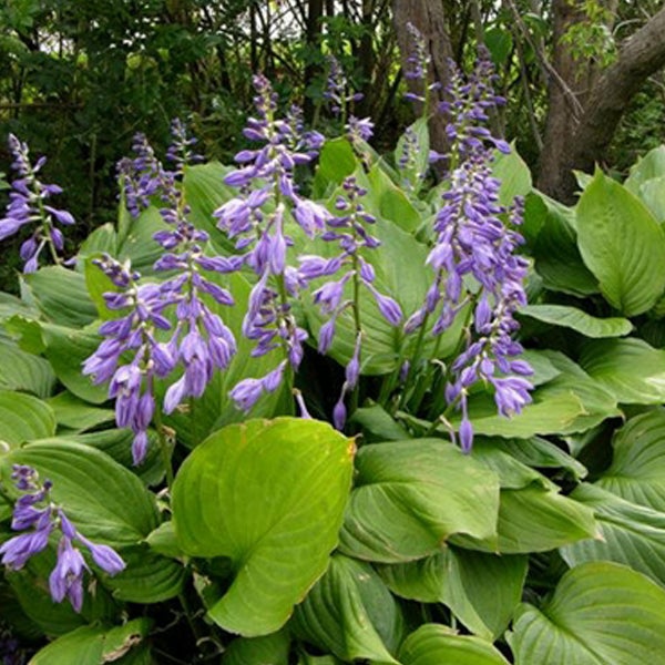 Funkien mit lila Blüten im Gartenbeet