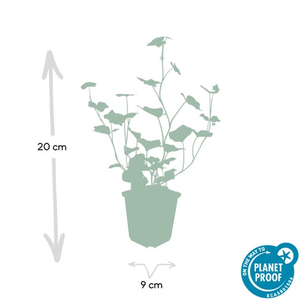 Bodendecker - Irischer Efeu - Hedera hibernica - 9cm Topf - Set mit 12 Pflanzen