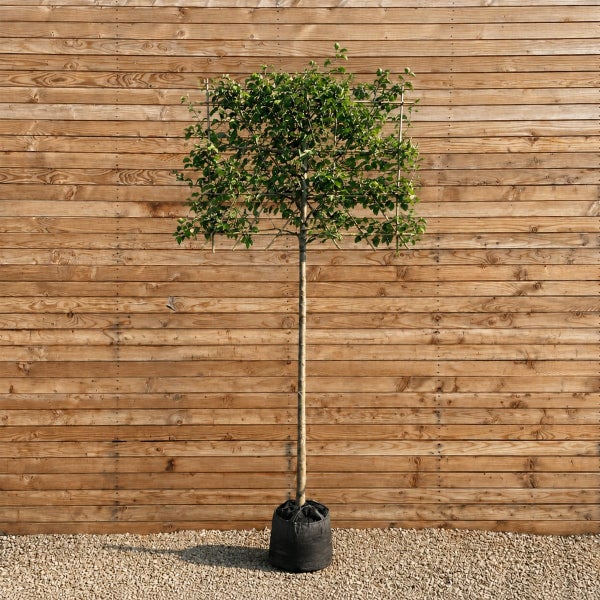 Ein Dachspalierbaum mit quadratischem Formgehölz vor einer Holzwand.