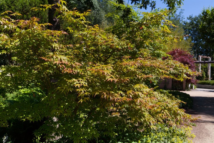Japanischer Ahorn im Garten