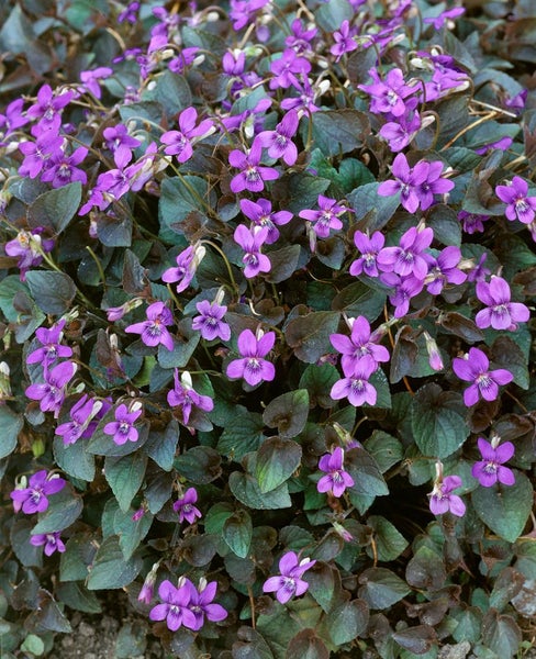 Viola labradorica, Labradorveilchen, violett, ca. 9x9 cm Topf