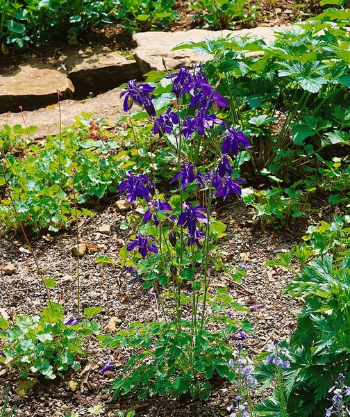 Gartenansicht mit blühenden Akeleiblumen