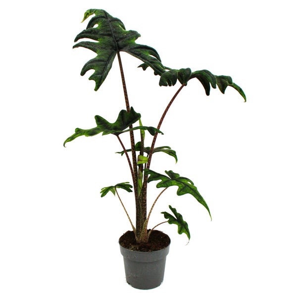 Alocasia tandurusa Jacklyn - Tropenwurz - Alokasie - Pfeilblatt - 12cm Topf