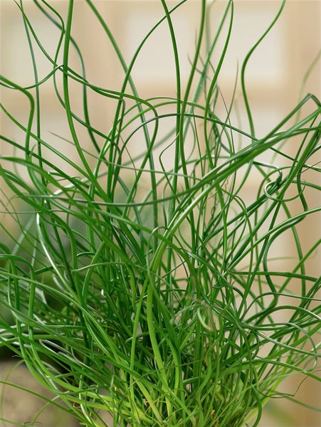 Lockenbinse Zimmerpflanze im Detail