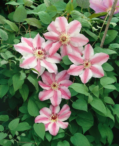 Clematis 'Souv. du Capitaine Thuilleaux', rosa-weiß, 60–100 cm