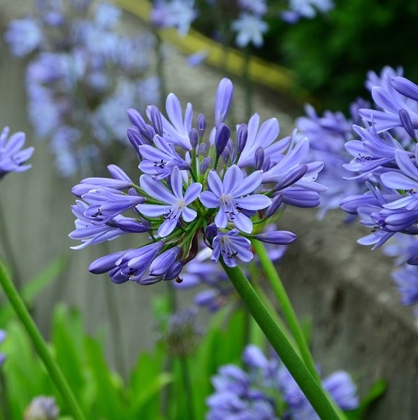 Nahaufnahme von blühenden Schmucklilien