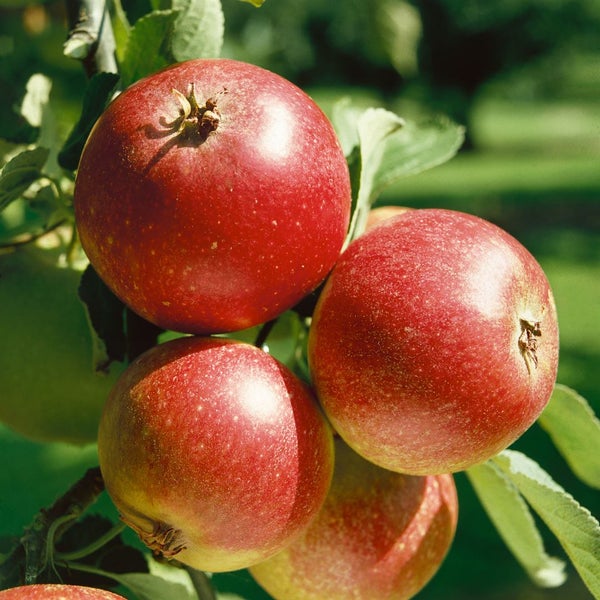 Malus 'Ingrid Marie', Apfelbaum, 150–200 cm