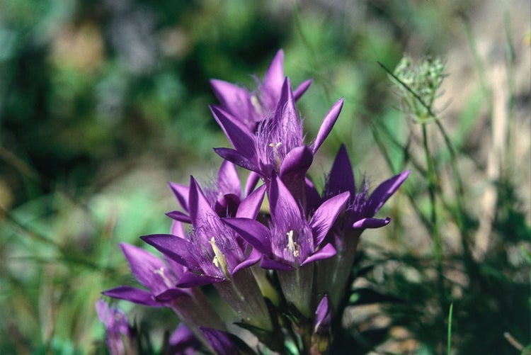 Gentiana septemfida, Enzian, blau, ca. 9x9 cm Topf