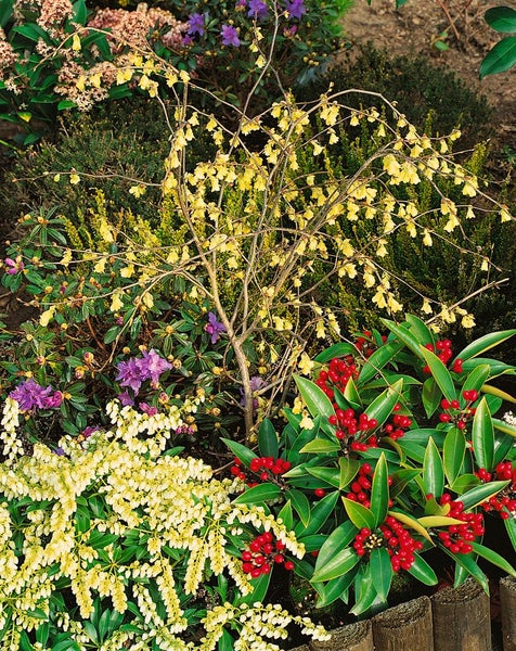 Corylopsis pauciflora, Scheinhasel, zartgelb, 60–80 cm