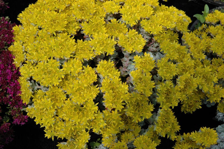 Sedum spathulifolium 'Cape Blanco', silbergrau, ca. 9x9 cm Topf